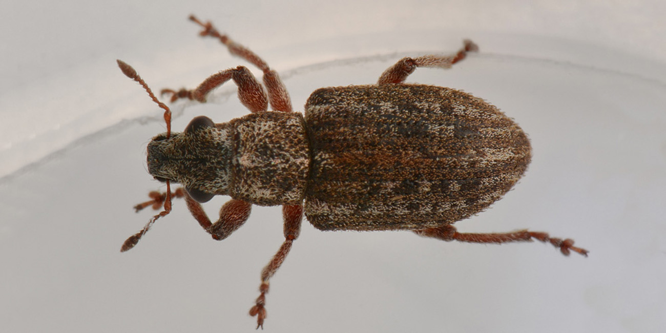 Curculionidae:  Sitona waterhousei waterhousei